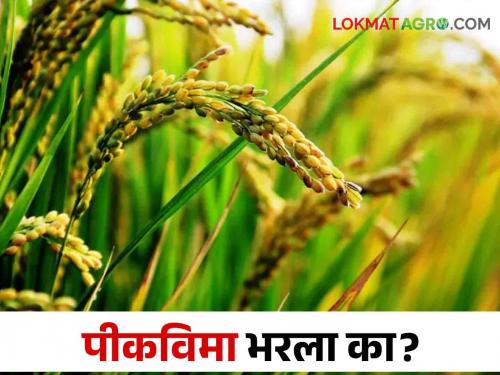 Pikvima: 1 crore 10 lakh farmers paid crop insurance, last three days left for application | Pikvima: १ कोटी १० लाख शेतकऱ्यांनी भरला पिक विमा, उरले शेवटचे तीन दिवस