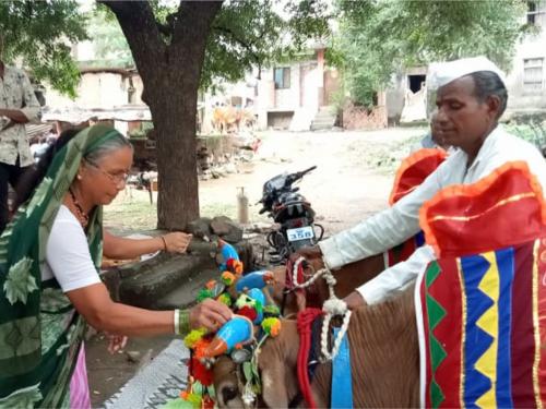 Pola Special: The memory of Sarja Raja and Bail Pola makes my eyes wet. | पोळा विशेष :सर्जा राजाच्या आठवणीने आता डोळे होतात ओले...