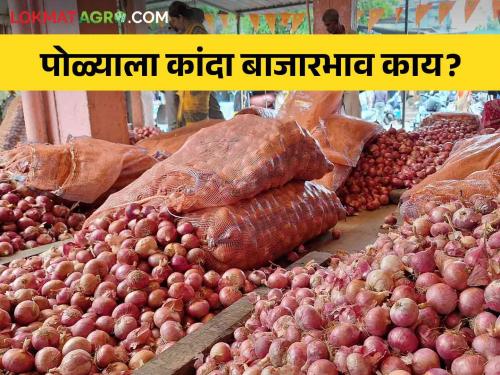 Latest News Kanda Bajarbhav onion market price on bail pola day in maharashtra,see details | Kanda Bajarbhav : बैलपोळ्याच्या दिवशी कांद्याला काय भाव मिळाला, वाचा आजचे बाजारभाव