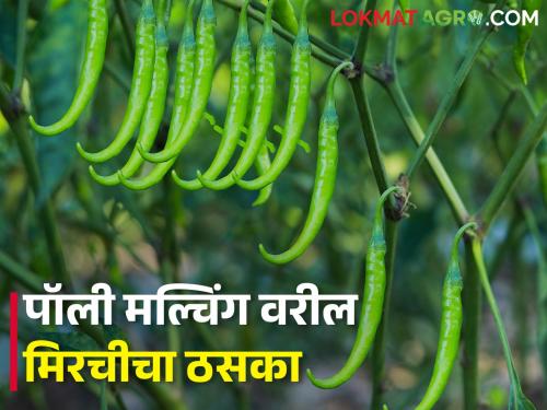 New technology of chilli cultivation will give bumper production.. how to cultivate | मिरची लागवडीचं नवे तंत्रज्ञान देईल बंपर उत्पादन.. अशी करा लागवड