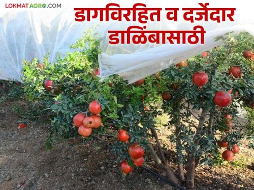 This paper is used to protect pomegranate orchards from diseases | डाळिंब बागांच्या संरक्षणासाठी होतोय या कागदाचा वापर