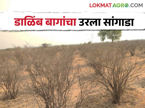 drought update; Pomegranate orchards destroyed by water shortage, loss of lakhs rupees | झळा दुष्काळाच्या; डाळिंब बागांचा खराटा, लाखो रुपयांचा फटका