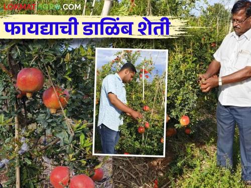 Retired teacher earns lakhs by growing Sharad King pomegranates on barren lands | Pomegranate Farming : सेवानिवृत्त शिक्षकाने माळरानावर फुलवली शरद किंग डाळिंब करतायत लाखोंची कमाई