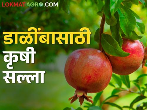 latest News temperature rises, take care of pomegranate crop, read in detail | तापमान वाढतयं, अशी घ्या डाळिंब पिकाची काळजी, वाचा सविस्तर