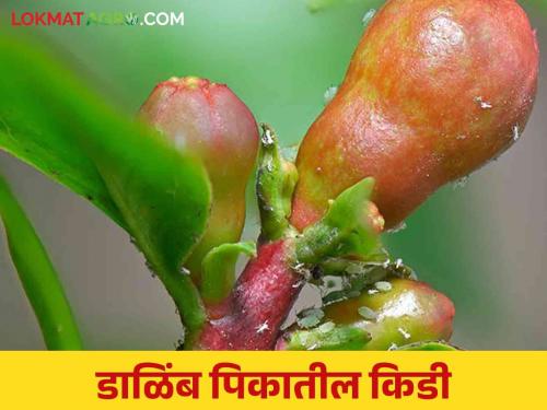 Pomegranate Pest Management : How to manage Sucking pest in Pomegranate crop | Pomegranate Pest Management : डाळिंब पिकातील रसशोषक किडींचा कसा कराल बंदोबस्त