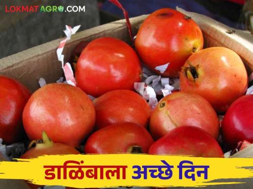 Dalimb Market: How is the price per kilo of pomegranates during incoming decreased in market? | Dalimb Market : फळबाजारात घटली डाळिंबाची आवक किलोला कसा मिळतोय दर