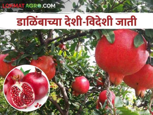 Pomegranate Variety: Planting Pomegranate.. Which variety to choose? | Pomegranate Variety डाळिंब लागवड करताय.. कोणती जात निवडाल?
