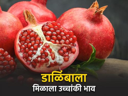 The price of pomegranate in Akluj market is Rs. 450 | अकलूजच्या बाजारात डाळिंबाला ४५० रुपयांचा भाव