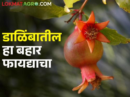 In which bahar will get more benefit in pomegranate; How is the bahar schedule? | डाळिंबात कोणत्या बहारात मिळेल जास्त फायदा; कसे असते बहाराचे वेळापत्रक