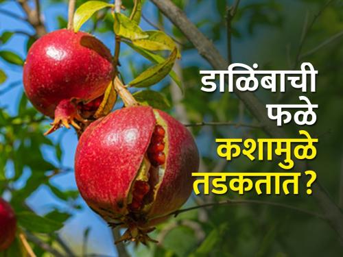 What causes pomegranate fruit to cracking and what to do about it? | डाळिंबाची फळे तडकणे समस्या आणि त्यावरील उपाय