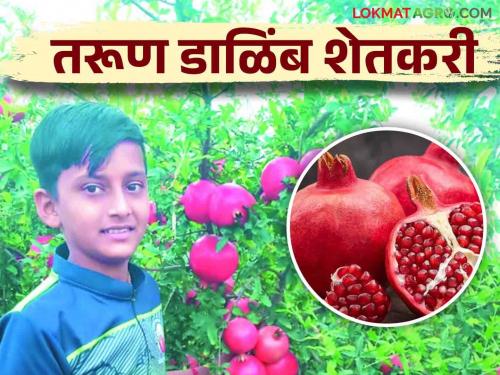 Young Farmer Success Story; Sixteen-year-old Pranav's pomegranate farming; Earnings of Rs 75 lakh | Young Farmer Success Story सोळा वर्षाच्या प्रणवची डाळिंब शेती; काढतोय पाऊणकोटीचे उत्पन्न