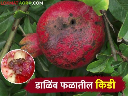 Follow these simple measures to control Pomegranate fruit borer | डाळिंब पिकातील फळ पोखरणाऱ्या अळीच्या नियंत्रणासाठी करा हे सोपे उपाय