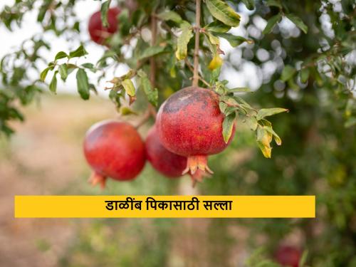 Latest News How to protect pomegranate crop in rising temperature see details | कृषी सल्ला : वाढत्या तापमानात डाळींब पिकाचे संरक्षण कसे कराल? हे उपाय कराच 