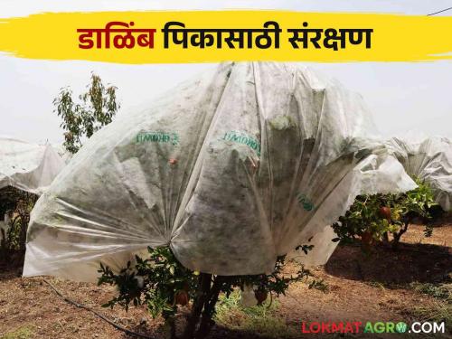 Anti hail net cover getting subsidy for pomegranate crop protection Read more | डाळिंब पिक संरक्षणासाठी अॅन्टी हेलनेट कव्हरला मिळतंय अनुदान वाचा सविस्तर