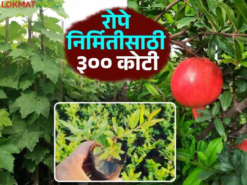 Fruit seedling production centers will be started in these three districts of the state; Fund of Rs 300 crores from the Center | राज्यात या तीन जिल्ह्यांत फळ रोप निर्मिती केंद्र सुरु होणार; केंद्राकडून ३०० कोटींचा निधी