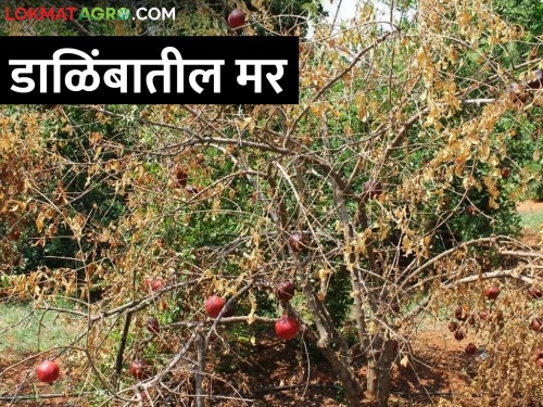 Control this disease in pomegranate crop in time | डाळिंब पिकातील ह्या रोगावर करा वेळीच नियंत्रण