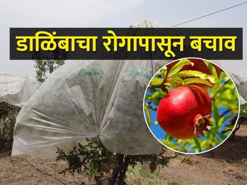 Cloth cover to save pomegranate orchards | डाळिंब बागा वाचवण्यासाठी कापडाचे आच्छादन