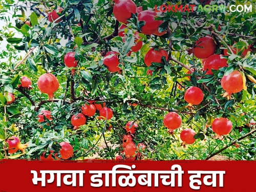 Pomegranate of farmer Raskars from Birobawadi get good market in Nepal, Bangladesh | बिरोबावाडीच्या रासकरांच्या भगव्या डाळिंबाची नेपाळ, बांगलादेशात हवा