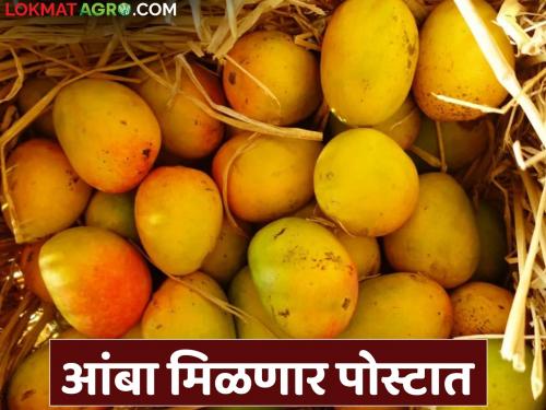 Now get genuine organic hapus mangoes direct from post office | आता थेट पोस्टातून मिळणार अस्सल सेंद्रिय हापूस आंबा