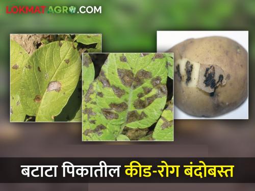 How to do integrated management of pests and diseases in potato crop? | बटाटा पिकातील कीड व रोगांचे एकात्मिक व्यवस्थापन कसे कराल?