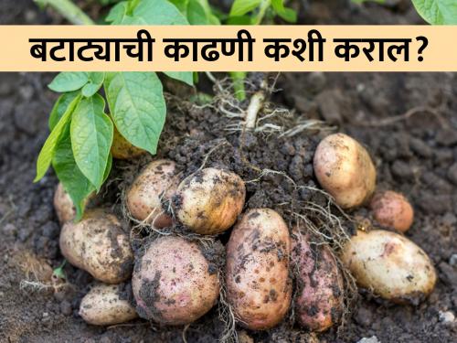 How to harvesting & grading of potato? | बटाट्याची काढणी व प्रतवारी कशी केली जाते?