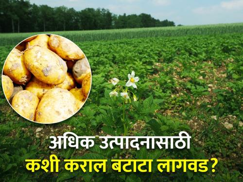 Improved Technology of Rabi Potato Cultivation | रब्बी बटाटा लागवडीचे सुधारित तंत्रज्ञान