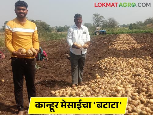What is a one potato one kilogram? farmer sukhdev maximum yield of as much as four tons in half acre | काय सांगताय एक किलोचा बटाटा; शेतकरी सुखदेव यांची अर्धा एकरात तब्बल चार टन उत्पादनाची कमाल