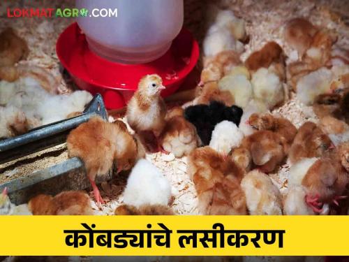 Precautions to be taken before and during vaccination of chickens poultry birds | कोंबड्यांच्या लसीकरणापूर्वी व लसीकरण करताना घ्यावयाची काळजी