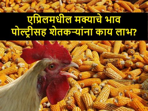 what will be corn market rates during April to June? Will poultry farmers benefited | एप्रिल ते जूनदरम्यान मका वधारणार की घटणार? जाणून घ्या बाजारभावाचा अंदाज