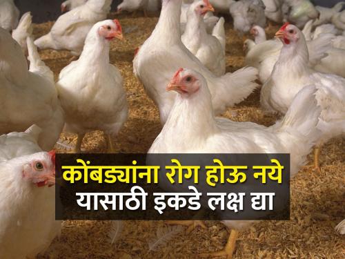 Essential salts and vitamins for chickens poultry birds | कोंबड्यांसाठी आवश्यक क्षार व जीवनसत्त्वे