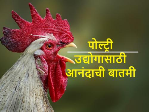 expectation of 8-10% revenue growth for the domestic poultry industry in FY2024 | पुढील वर्षी देशातील पोल्ट्री उद्योग ८ ते १० टक्क्यांनी वाढणार
