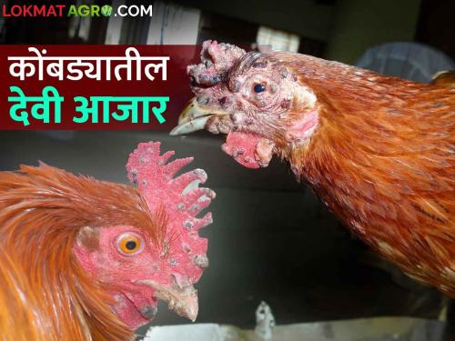 Fowl Pox in Poultry : What causes Devi fowl pox disease in poultry? What will be the solution? | Fowl Pox in Poultry : कोंबड्यांमध्ये देवी रोग कशामुळे होतो? काय कराल उपाय