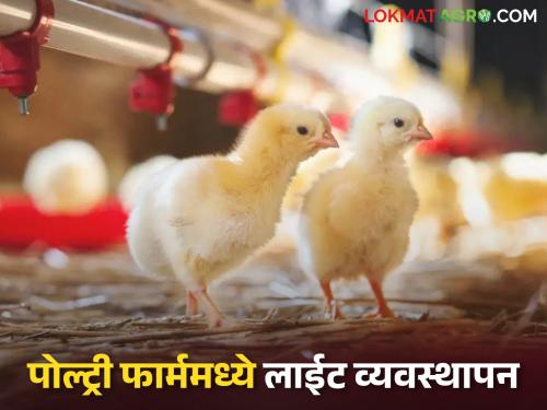Latest news Poultry Farm Light Management What type of light should be used in poultry farm, see benefits | Poultry Farm Light Management : पोल्ट्री फार्ममध्ये कोणत्या प्रकारचा लाईट वापरावा, त्याचे फायदे काय?  
