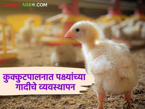 If you are using the litter method in poultry farming, take these precautions | कुक्कुटपालनात गादी पद्धतीने पक्ष्यांचे संगोपन करत असाल तर.. अशी घ्या काळजी