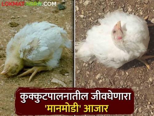 Ranikhet Disease Timely control of 'Manmodi' disease in chickens | Ranikhet Disease कोंबड्यातील 'मानमोडी' आजाराचे वेळीच करा नियंत्रण