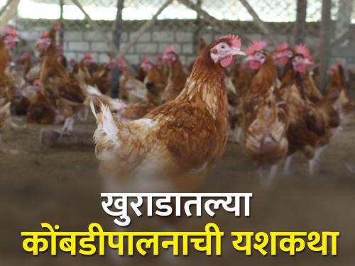 backyard poultry success story of Solapur's rukmini mane | सोलापूरच्या मानेभाभींना गावठी कोंबडीपालनातून मिळतात रोज पाचशे रुपये