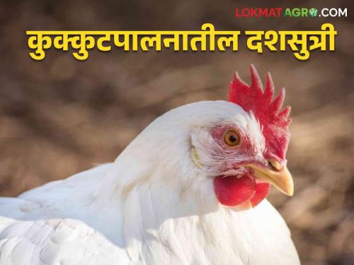 Profitable Poultry: While doing poultry farming business, following these ten principles will save costs | Profitable Poultry : कुक्कुटपालन व्यवसाय करताय ही दहा सूत्रं पाळा होईल खर्चात बचत