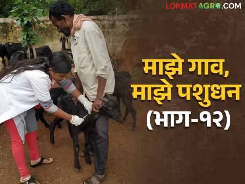 PPR Disease in Goat-Sheep Symptoms and Remedies | PPR in Goat शेळ्या-मेंढ्या मधील पीपीआर रोग; लक्षणे आणि उपाययोजना