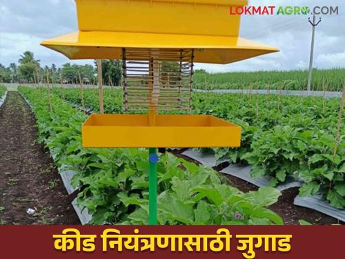 Light Trap: Use these traps instead of spraying for pest control | Light Trap : कीड नियंत्रणासाठी फवारणी ऐवजी करा ह्या सापळ्यांचा वापर