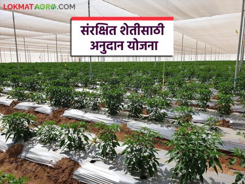 Subsidies are being provided for weed control mulch, fruit crop cover and hydroponics; Read in detail | तण नियंत्रण आच्छादन, फळ पिकांकरिता कव्हर व हायड्रोपोनिक्ससाठी मिळतंय अनुदान; वाचा सविस्तर