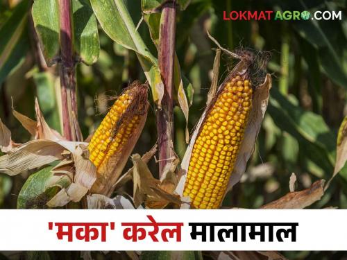 Maize Farmer Success Story This farmer achieved the highest maize production at the state level; How to manage | Maize Farmer Success Story या शेतकऱ्याने केला राज्यपातळीवर मका उत्पादनाचा उच्चांक; कसे केले व्यवस्थापन