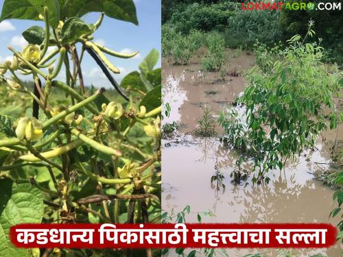 Very important advice for tur, moong and urad crops in conditions of continuous rainfall | सतत पडणाऱ्या पावसाच्या परिस्थितीत तूर, मुग व उडीद पिकांसाठी अत्यंत महत्वाचा सल्ला