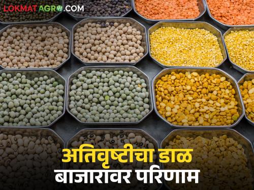 How will heavy rains affect the pulse market; Will pulse prices skyrocket this Diwali? | अतिवृष्टीचा डाळ बाजारावर कसा होईल परिणाम; यंदाच्या दिवाळीला डाळींचे दर भडकणार?