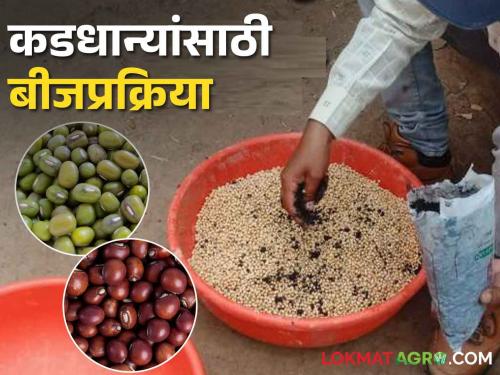 Seed Treatment How to treat the seeds of Kharif pulses Tur, Mung, Udid crops? | Seed Treatment खरीपातील कडधान्य तूर, मुग, उडीद पिकातील बीजप्रक्रिया कशी करावी?