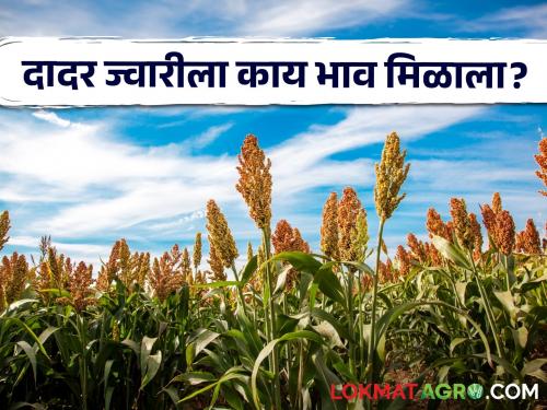 Latest news Todays Jawar Bajarbhav In pune market yard check sorghum market price | Jawar Bajarbhav : आज पुण्यात मालदांडी ज्वारीला काय भाव मिळाला? वाचा आजचे बाजारभाव