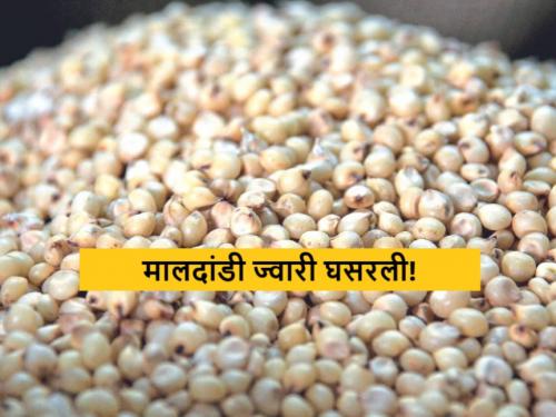 Latest News Todays Sorghum Market Price on Sri Ram Navami Read today's detailed rates | Sorghum Market : श्रीरामनवमीला ज्वारीला काय भाव मिळाला? वाचा आजचे सविस्तर दर 