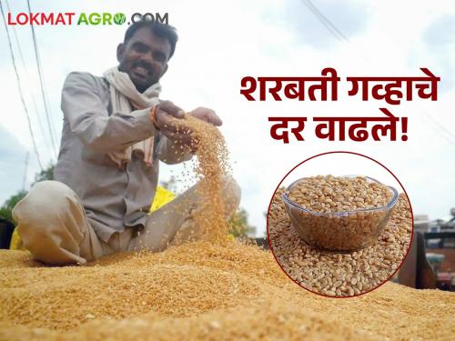 Latest News 21 may 2024 todays Wheat market in pune market yard check here | Wheat Market : शरबती गव्हाचा दबदबा कायम, पुणे बाजारात काय भाव मिळाला? वाचा सविस्तर 