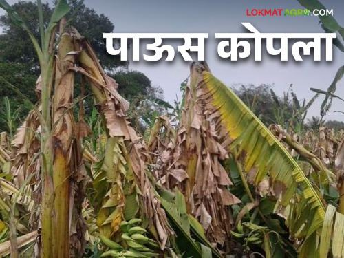 Crop Damage : Due to heavy rainfall crop has damage | Crop Damage : परतीच्या पावसाचा धुमाकूळ, शेतकऱ्यांच्या हातातोंडाशी आलेला घास पावसाने हिरावला!