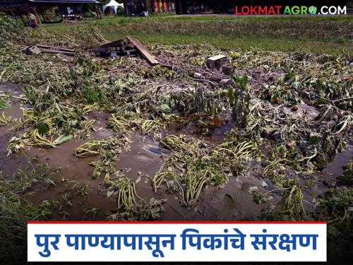 Latest News Agriculture News Crops can be saved from floods by making water recharge system | पूर, अतिवृष्टीपासून पिकांचं सरंक्षण करायचं, आपल्या शेतात 'हा' प्रभावी उपाय ठरू शकतो? 