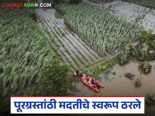 What did the flood victims get in the cabinet meeting? What concessions and how much help? Read in detail | मंत्रिमंडळ बैठकीत पूरग्रस्तांना काय मिळाले? कोणत्या सवलती आणि किती मदत? वाचा सविस्तर